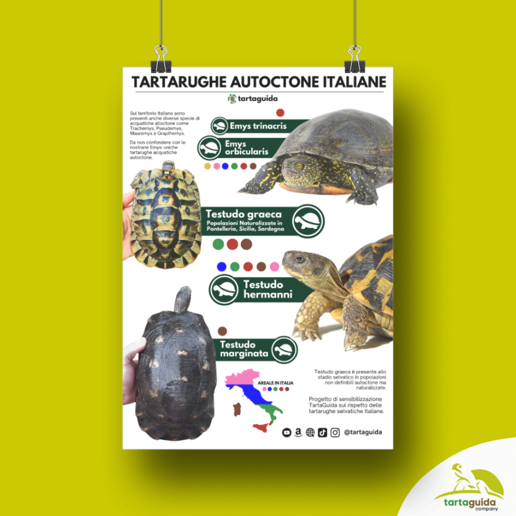 Poster tartarughe e testuggini autoctone italiane - stampe 50x70 cm ...