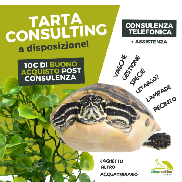 consulenza tartarughe acquatiche