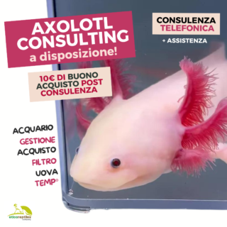 Consulenza axolotl