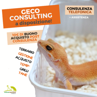 consulenza geco leopardino