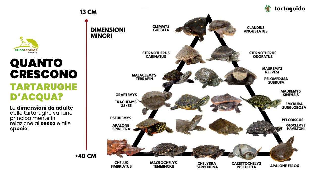 quanto crescono le tartarughe d'acqua dolce